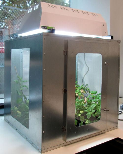 Metal aphid cage