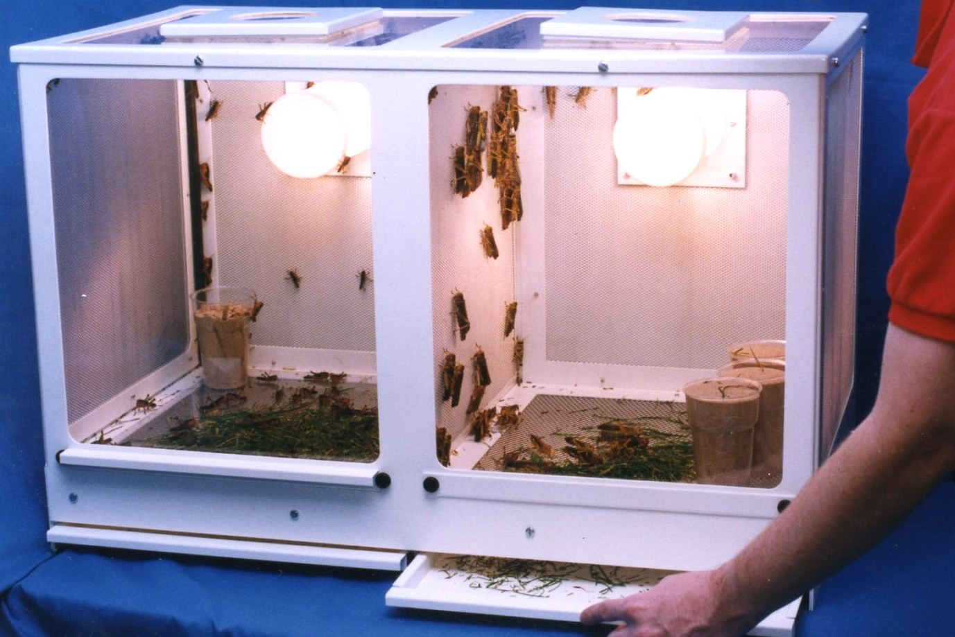 Metal locust cage