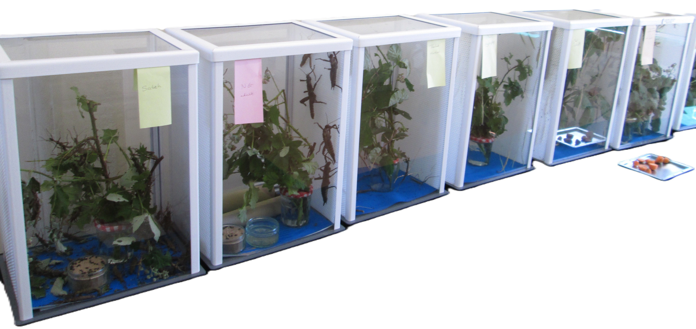 ELC Cages