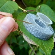 Clip Cage on leaf
